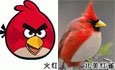 [Aves Angry] seis prototipos