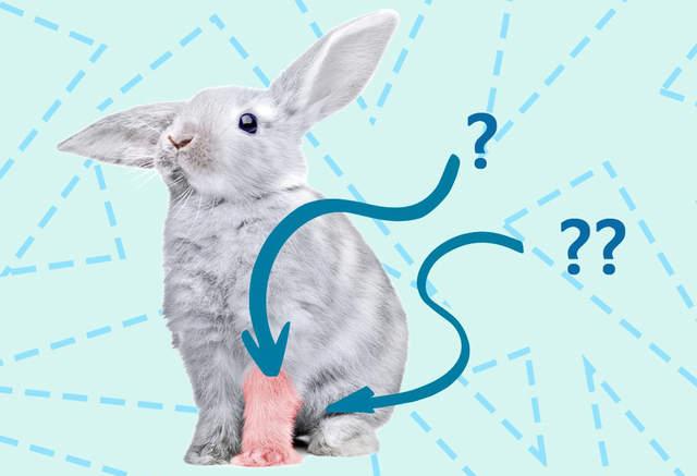 兔子不只萌萌哒 幸运兔脚的传说_动漫_腾讯网