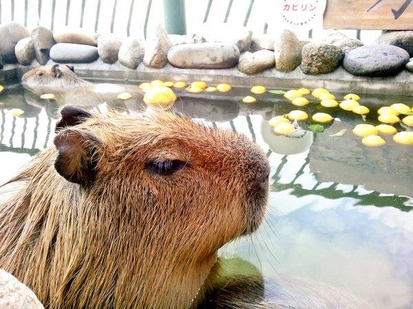 日本水豚君真享受 冬至要泡柚子汤