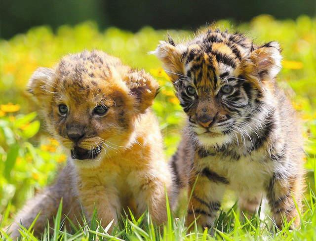 今年在这个动物园中,迎来了两个新生命,小老虎和小狮子.