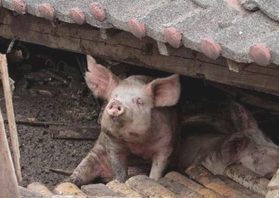 熊本地震众人合力解救猪坚强 后送至屠宰场_动漫_腾讯网