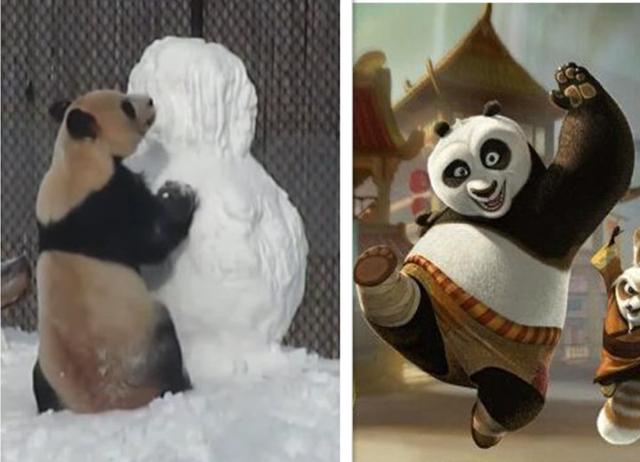 熊猫大毛学《功夫熊猫》手撕雪人 全球超100万人观看