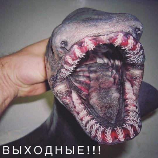 俄罗斯渔夫捕获怪物 这不是路飞和悟空的食材吗？