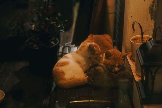 日食记打造真实版《猫咪后院》 酥饼大人会不会吃醋？