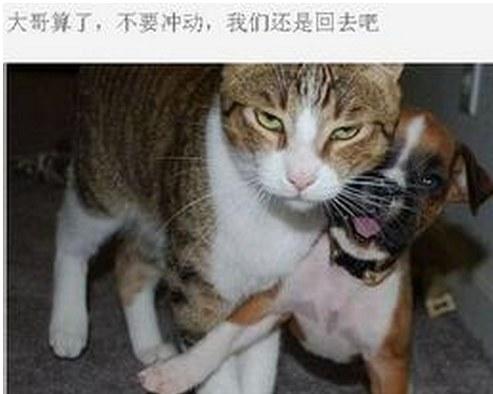 你喜欢扮成猫咪的女生吗?