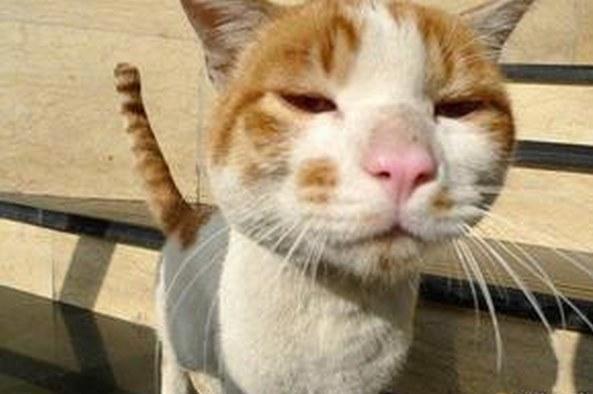 你喜欢扮成猫咪的女生吗?