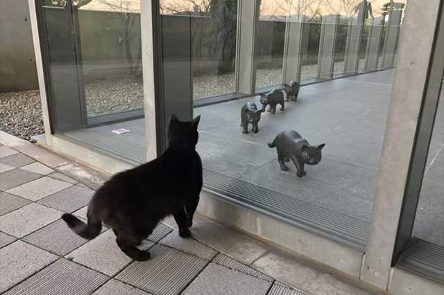 日本美术馆举行猫咪美术展 却拒绝真猫进入