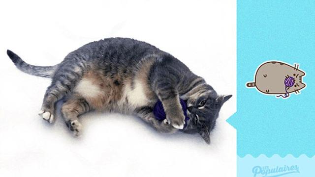 喵COSER!宠物猫完美还原漫画角色