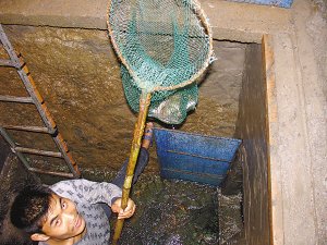 老汉掘地16米挖出“鱼泉”:每天涌鱼千斤 - 海阔山遥 - . 老汉掘地16米挖出“鱼泉”:每天涌鱼千斤 - 海阔山遥 - .