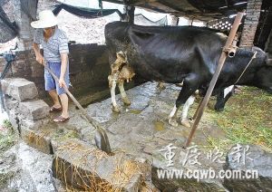 洪水中浸泡一夜 13头高产奶牛集体断奶(图)_社