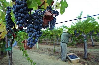 澳洲葡萄酒庄园 沉醉不知归路_境外游_大渝网_腾讯网