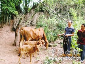 百年一遇 牛妈妈一胎生三个