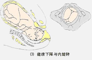分娩过程 胎儿如何努力