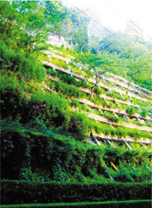 渝中区园林绿化优秀候选项目形象展示(图)