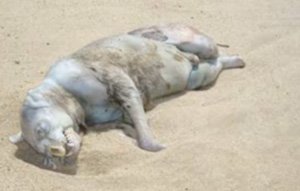 巴拿马出现人形怪物 少年惊恐乱棒打死(图)_国