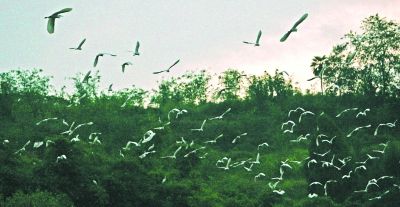 永川白鹤嘴 白鹭成群飞_渝西民生