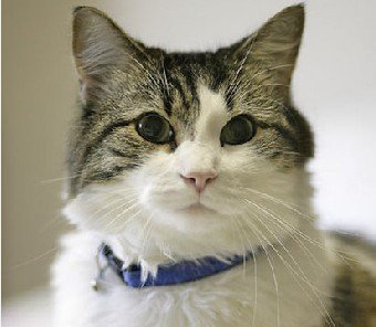 奇!这只死神猫能预知50人死期(图)_健康