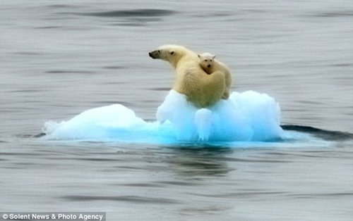 全球变暖导致北极熊母子被困 上演浮冰漂流记