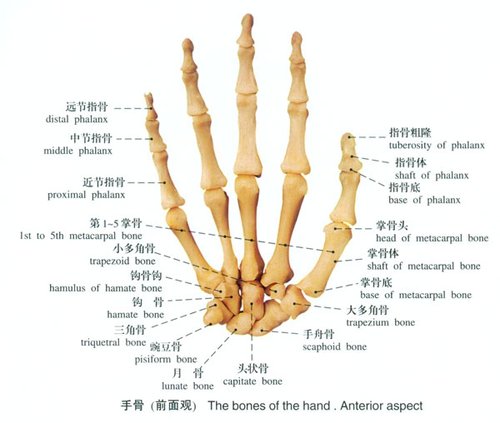 手骨及手指剖面图_疾病图片_大渝网_腾讯网