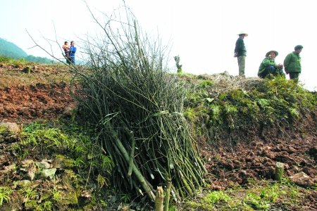 腾地种葡萄砍林20亩 镇政府:责令补种500棵树
