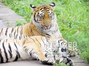 沈阳老虎成批死亡 重庆老虎伙食费六七万
