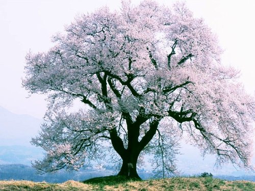 这儿不仅仅只有雪山-<em>武隆仙女山</em>桃花_2010涪