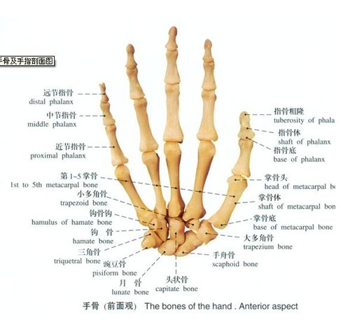 手骨剖面图