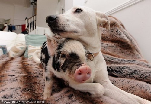 英国迷你猪身材娇小如茶杯 与猫狗同食同寝_娱