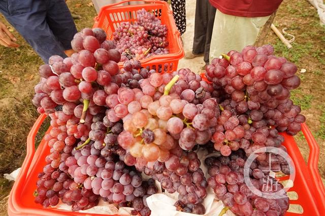 重庆产的这种葡萄是世界首创 要卖天价