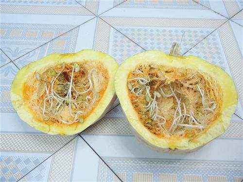 老南瓜怀上"豆芽宝宝" 专家:可以正常吃