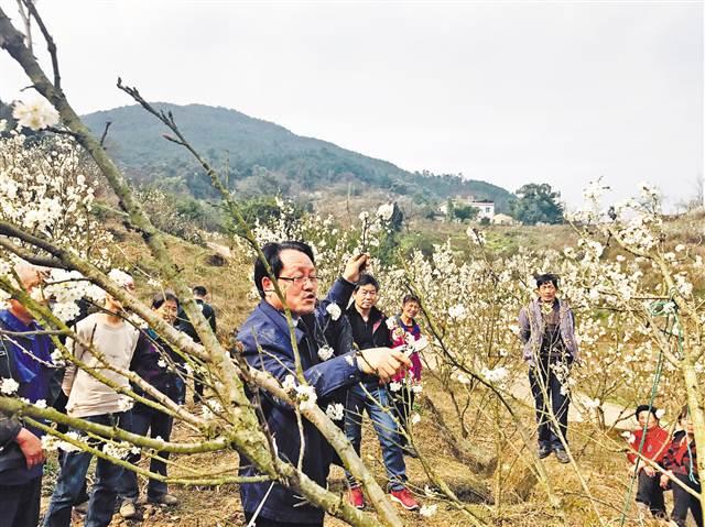 江北:专家田间来支招 妙语连珠传技术