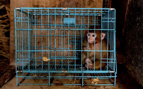 涪陵一个人的动物园 | 见到有人来，非洲狮惊恐得像个孩子