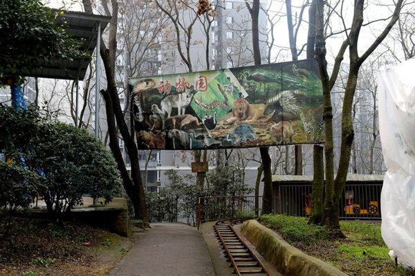 涪陵一个人的动物园 | 见到有人来，非洲狮惊恐得像个孩子