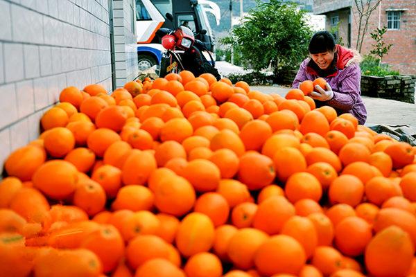 重庆奉节脐橙熟了 30万果农乐了