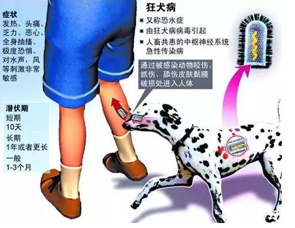 又一例狂犬病!男孩被狗咬13天后去世