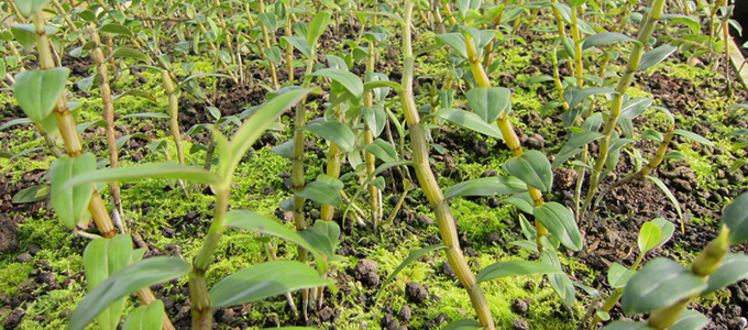 揭开“救命仙草”石斛的真相