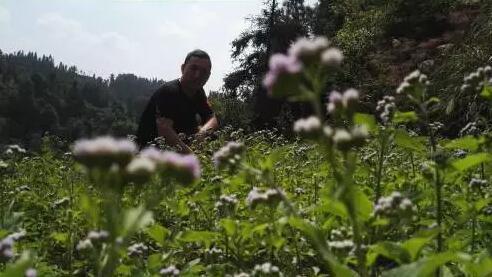 酉阳大山深处的神秘码头 原滋味的古村落
