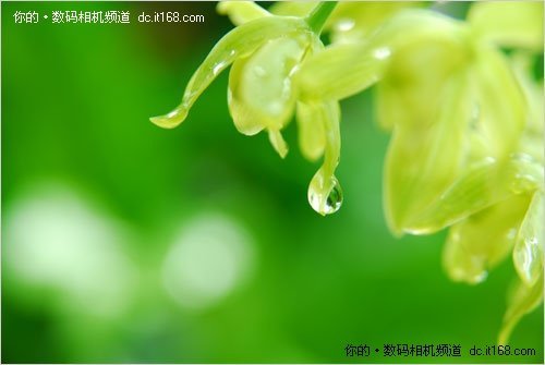 花卉拍摄利器 微距镜头选购全攻略