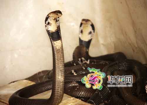 眼镜蛇王+养蛇千余条欲办蛇观光园