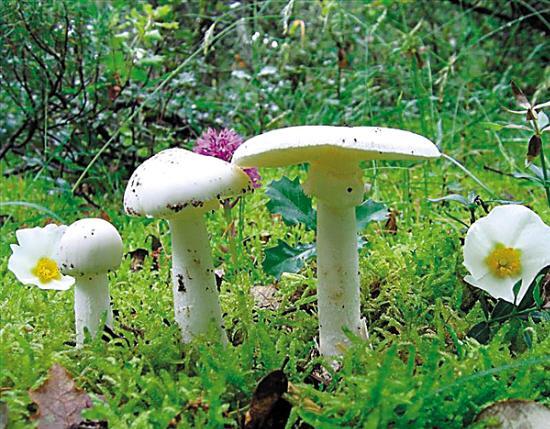 男子误食超致死量五倍毒蘑菇，奇迹生还
