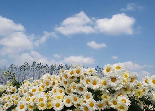 菊花