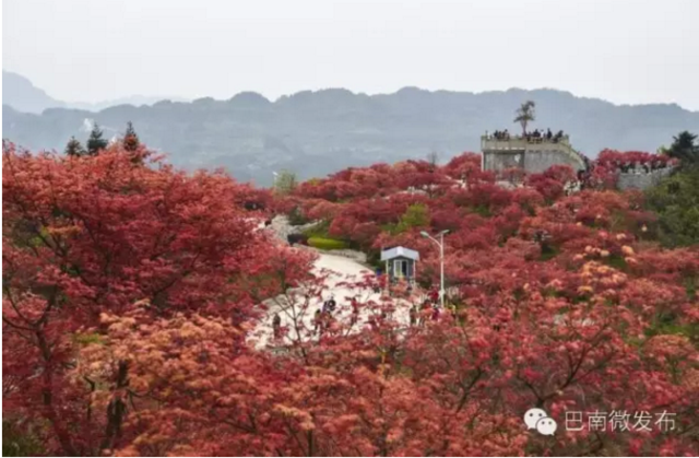 巴南跳石五洲园“红透半边天”