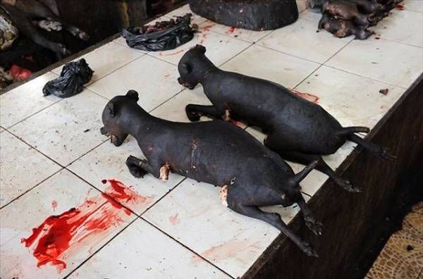 重口味的印尼小吃:活烤家狗 蟒蛇 猕猴 蝙蝠