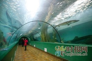 重庆也可看企鹅 汉海极地海洋公园两年后建成