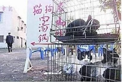 惊爆!餐馆水煮活猫全过程