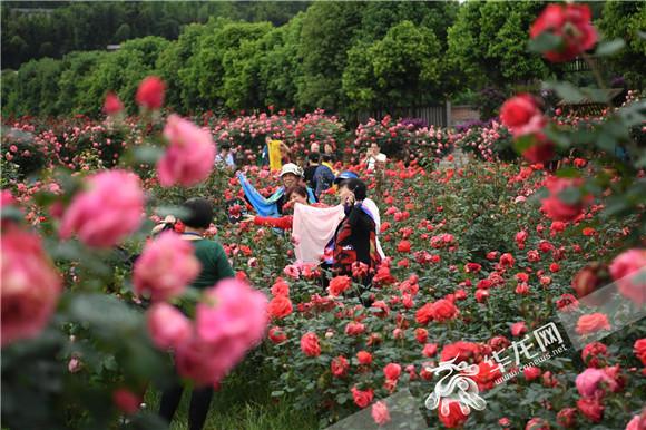 南川木凉七朵玫瑰园今日开园500多个品种竞相绽放