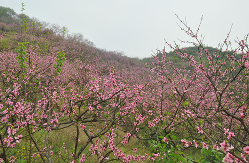 石船镇明月山伏季水果带桃李芬芳_大渝网_腾讯网
