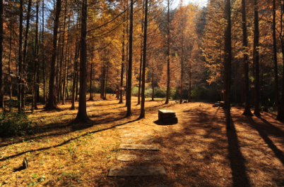 【团购】黄水森林公园、千野草场二日游