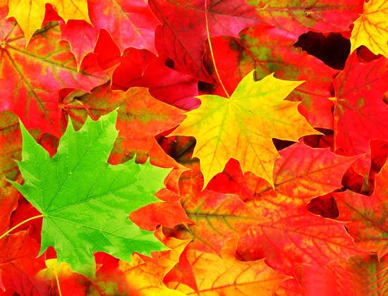 摄影技巧:教您如何拍下最美的秋天红叶