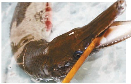 垃圾桶旁惊现“怪物” 会装死孩子咬伤了环卫工